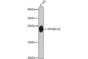 Western blot analysis of extracts of K-562 cells, using C antibody (ABIN7265638) at 1:3000 dilution. (APOBEC3C 抗体  (AA 1-190))