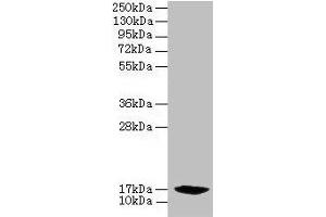 Western blot All lanes: PFDN2 antibody at 6 μg/mL + 293T whole cell lysate Secondary Goat polyclonal to rabbit IgG at 1/10000 dilution Predicted band size: 17 kDa Observed band size: 17 kDa (PFDN2 抗体  (AA 1-154))