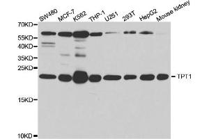 Western Blotting (WB) image for anti-Tumor Protein, Translationally-Controlled 1 (TPT1) antibody (ABIN1876630) (TPT1 抗体)