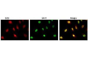 Immunofluorescence (IF) image for anti-EP300 Interacting Inhibitor of Differentiation 1 (EID1) (AA 159-187) antibody (ABIN3201016) (EID1 抗体  (AA 159-187))