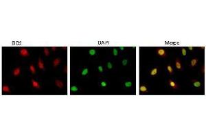 Immunofluorescence (IF) image for anti-EP300 Interacting Inhibitor of Differentiation 1 (EID1) (AA 159-187) antibody (ABIN3201016) (EID1 抗体  (AA 159-187))