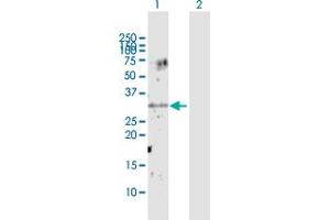 Western Blot analysis of UNC119 expression in transfected 293T cell line by UNC119 MaxPab polyclonal antibody.