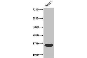 Western Blot Positive WB detected in: Mouse heart tissue All lanes: FABP3 antibody at 4 μg/mL Secondary Goat polyclonal to rabbit IgG at 1/50000 dilution Predicted band size: 15 kDa Observed band size: 15 kDa (FABP3 抗体  (AA 2-133))
