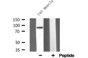 Western blot analysis of HSP90B1 expression in Rat muscle lysate