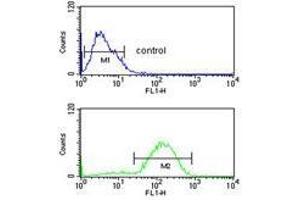 HSD11B2 flow cytometric analysis of MCF-7 cells (bottom histogram) compared to a negative control cell (top histogram). (HSD11B2 抗体  (Middle Region))