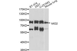 Western blot analysis of extracts of various cell lines, using MID2 antibody (ABIN5974895) at 1/1000 dilution. (Midline 2 抗体)