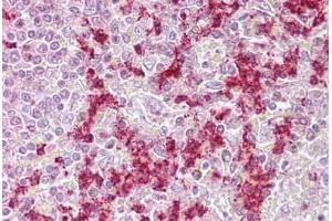 Anti-ZKSCAN4 / ZNF307 antibody IHC staining of human spleen. (ZKSCAN4 抗体  (AA 38-87))