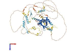 NUMB Protein (AA 1-651) (His tag)