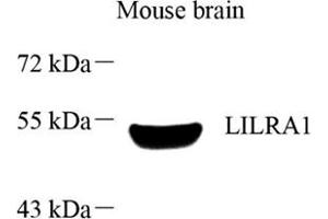 Western Blotting (WB) image for anti-Leukocyte Immunoglobulin-Like Receptor, Subfamily A (With TM Domain), Member 1 (LILRA1) antibody (ABIN7074490)