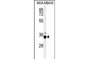 Western blot analysis of PHB2-Y248in MDA-MB435 cell line lysates (35ug/lane) (Prohibitin 2 抗体  (AA 225-255))