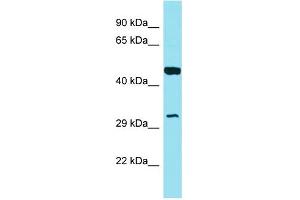 Host: Rabbit Target Name: GOLPH3L Sample Type: MCF7 Whole Cell lysates Antibody Dilution: 1. (GOLPH3L 抗体  (N-Term))