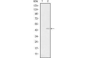 Glutamate Receptor 3 抗体