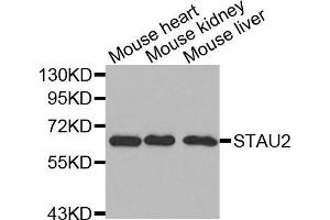 Western blot analysis of extracts of various cell lines, using STAU2 antibody. (Double-stranded RNA-binding protein Staufen homolog 2 (STAU2) (AA 300-400) 抗体)