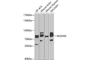 Western blot analysis of extracts of various cell lines, using NLGN4X antibody (ABIN6130594, ABIN6144650, ABIN6144651 and ABIN6224001) at 1:1000 dilution. (Neuroligin 4 抗体  (AA 697-816))
