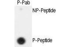 Dot blot analysis of anti-hSeparase- Phospho-specific Pab (ABIN389654 and ABIN2839639) on nitrocellulose membrane. (Separase 抗体  (pSer1126))