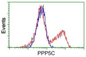 Image no. 2 for anti-Protein Phosphatase 5, Catalytic Subunit (PPP5C) antibody (ABIN1500390) (PP5 抗体)