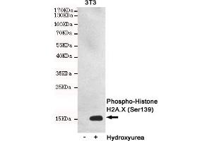 Western blot detection of Phosphorylation of H2A. (H2AFX 抗体  (pSer139))
