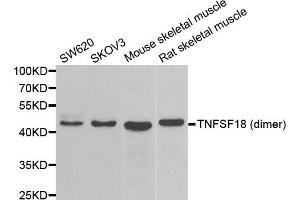 Western blot analysis of extracts of various cell lines, using TNFSF18 antibody.