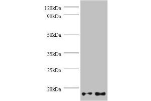 Western blot All lanes: GEMIN7 antibody at 2 μg/mL Lane 1: Hela whole cell lysate Lane 2: 293T whole cell lysate Secondary Goat polyclonal to rabbit IgG at 1/10000 dilution Predicted band size: 15 kDa Observed band size: 15 kDa (GEMIN7 抗体  (AA 1-131))