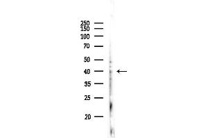 Western blot analysis of lysates from Mouse lung, using HS Antibody at 1/1000 dilution.