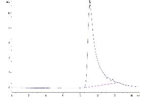 The purity of Biotinylated Mouse IL-5 is greater than 95 % as determined by SEC-HPLC. (IL-5 Protein (AA 21-133) (His-Avi Tag,Biotin))