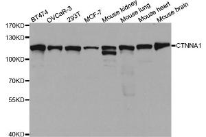 Western blot analysis of extracts of various cell lines, using CTNNA1 antibody. (CTNNA1 抗体)