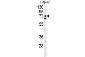 Western Blotting (WB) image for anti-CLK4-Associating Serine/arginine Rich Protein (CLASRP) antibody (ABIN3002315) (SFRS16 抗体)