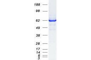 Western Blotting (WB) image for Rhotekin (RTKN) (Transcript Variant 2) protein (Myc-DYKDDDDK Tag) (ABIN2730883)