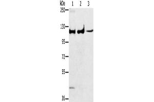 Western Blotting (WB) image for anti-Mitogen-Activated Protein Kinase 7 (MAPK7) antibody (ABIN2428092) (MAPK7 抗体)