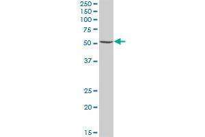 UGDH MaxPab polyclonal antibody. (UGDH 抗体  (AA 1-494))