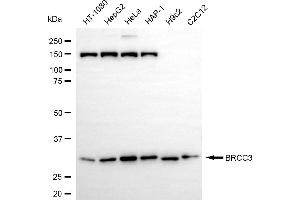 anti-BRCA1/BRCA2-Containing Complex, Subunit 3 (BRCC3) antibody