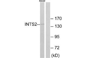 Western blot analysis of extracts from RAW264. (INTS2 抗体  (Internal Region))
