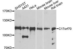 Western blot analysis of extracts of various cells, using C17orf70 antibody. (C17orf70 抗体)