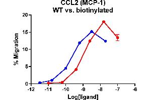 Cells expressing recombinant CCR2 were assayed for migration through a transwell filter at various concentrations of MCP-1. (CCL2 Protein (AA 24-99))