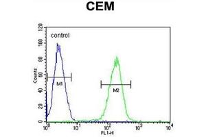 C10orf78 Antibody (N-term) flow cytometric analysis of CEM cells (right histogram) compared to a negative control cell (left histogram). (SFR1 抗体  (N-Term))