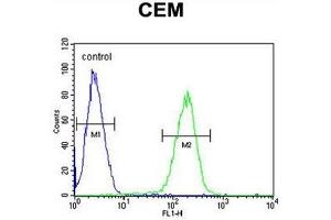 C10orf78 Antibody (N-term) flow cytometric analysis of CEM cells (right histogram) compared to a negative control cell (left histogram).