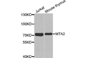 Western blot analysis of extracts of various cell lines, using MTA2 antibody.