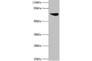 WB analysis of K562 whole cell lysates, using ASH2L antibody. (ASH2L 抗体  (AA 1-534))