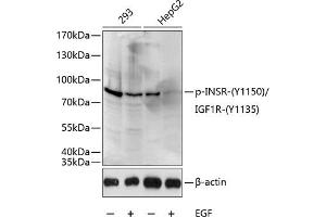 Western blot analysis of extracts of 293 and HepG2 cells, using Phospho-INSR-Y1150/IGF1R-Y1135 antibody (ABIN3023558, ABIN3023559, ABIN3023560 and ABIN6225407) at 1:1000 dilution. (IGF1R 抗体  (pTyr1135))