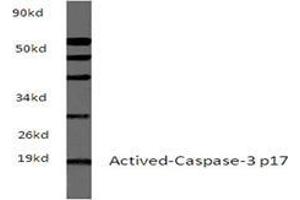 Western blot analyzes of Actived-Caspase-3 p17 Antibody in extracts from sp20 cells at 1/500 dilution. (Caspase 3 抗体)