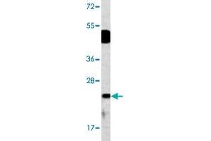 Western blot analysis of mouse bladder tissue lysate (35 ug/lane) with DUSP14 polyclonal antibody . (DUSP14 抗体  (N-Term))