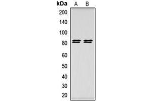 Western blot analysis of HSL (pS552) expression in HeLa (A), HEK293T (B) whole cell lysates. (LIPE 抗体  (pSer552))