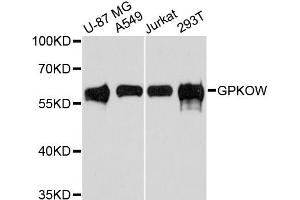 Western blot analysis of extracts of various cell lines, using GPKOW antibody. (GPKOW 抗体)