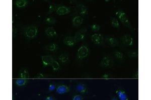 Immunofluorescence (IF) image for anti-Coatomer Protein Complex, Subunit gamma 2 (COPG2) antibody (ABIN7258708)