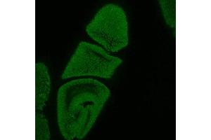 gp250 immunochemical staining of 0-12 hour embryos. (SORL1 抗体  (AA 1220-1337))