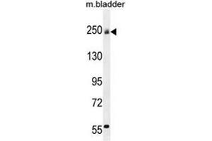 COL5A1 Antibody (N-term) western blot analysis in mouse bladder tissue lysates (35µg/lane). (Collagen Type V 抗体  (N-Term))