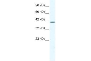 KCNK13 antibody used at 1. (KCNK13 抗体  (C-Term))