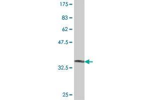 Western Blot detection against Immunogen (36. (Ephrin A5 抗体  (AA 114-203))