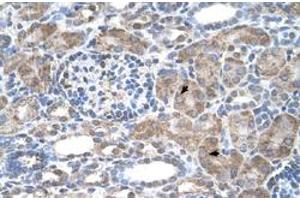 Immunohistochemical staining (Formalin-fixed paraffin-embedded sections) of human kidney with IFI44L polyclonal antibody  at 4-8 ug/mL working concentration. (IFI44L 抗体  (N-Term))