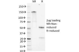 SDS-PAGE Analysis Purified Heparan Sulfate Monoclonal Antibody (A7L6). (HSPG2 抗体)